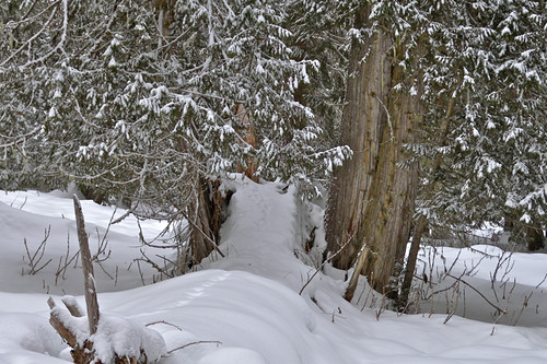 Snowshoeing in the Ancient Forest