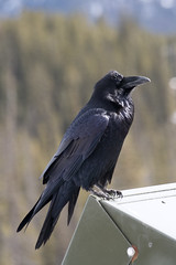 The Common Raven (Corvus corax)