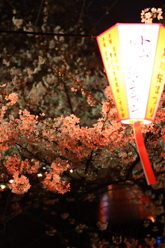目黒川の桜 2010