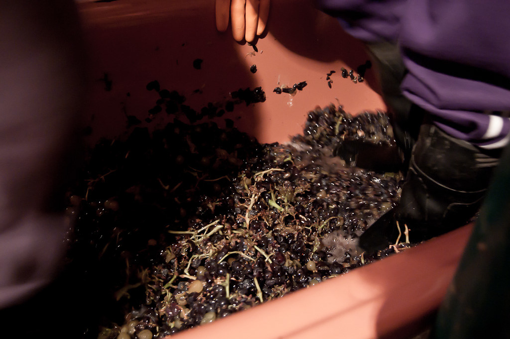 Elaboración del vino a través de el pisado de la uva
