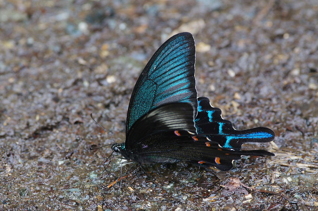 Papilio  dehaanii
