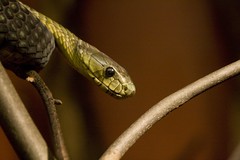 MD- Catoctin - green mamba • <a style="font-size:0.8em;" href="http://www.flickr.com/photos/30765416@N06/4687838909/" target="_blank">View on Flickr</a>