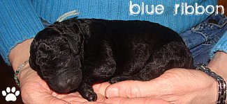 Australian Labradoodle Puppy - Blue Ribbon