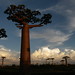 Allée des Baobabs near Morondava, Madagascar
