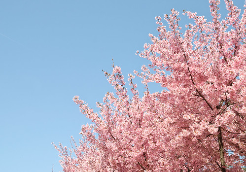 Taylor Park Cherry Blossoms 2