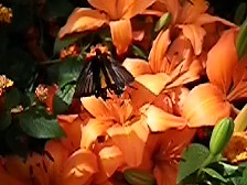 Butterfly VIDEO, 480 Frames Per Second, Fuji HS10, Insectarium, Montreal April 2010