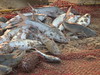 Fischleins in Sandpanier • <a style="font-size:0.8em;" href="http://www.flickr.com/photos/7955046@N02/4418933235/" target="_blank">View on Flickr</a>