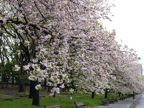 Sakura outside palace