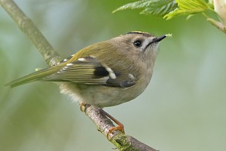 Goldcrest catching greenfly