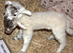 Two-headed lamb