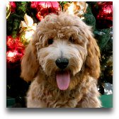 gia goldendoodle