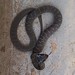 Herald Snake - Crotaphopeltis hotamboeia 1b