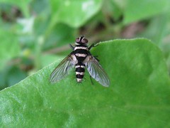 Striped Leaf-Roller fly