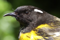 Male hihi / stitchbird at ZEALANDIA