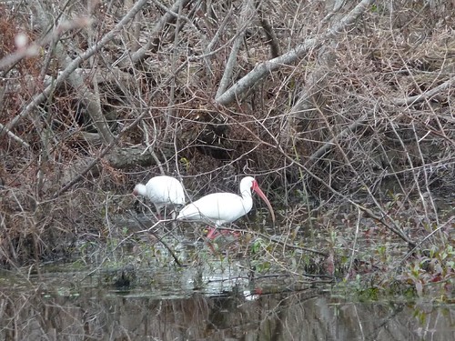white ibis.