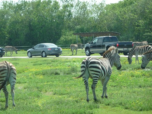 zebras.