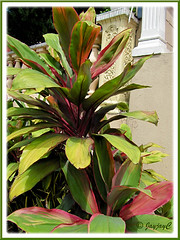 Cordyline terminalis/C. fruticosa or Ti Plant, Hawaiian Ti, Good Luck Plant - (pink/maroon/green/yellow)