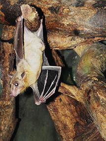 Bat (Chiroptera) ...... MURCIÉLAGO ....... Morcego ...... original = (2183 x 2904)
