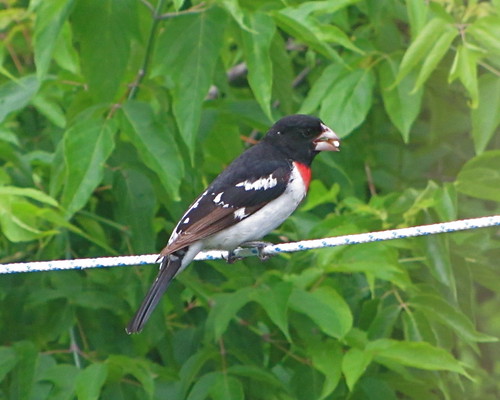 rose breasted grosbeak