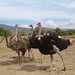 granja de avestruces villa de leyva