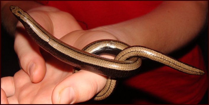 corde-serpent 02