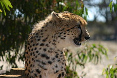 cheetah 200