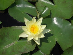 Anglų lietuvių žodynas. Žodis yellow water lily reiškia geltonos vandens lelijos lietuviškai.