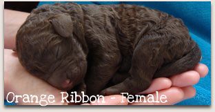 Orange Ribbon - Female Australian Labradoodle Puppy