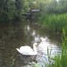 Swan on the river Leach at Eastleach