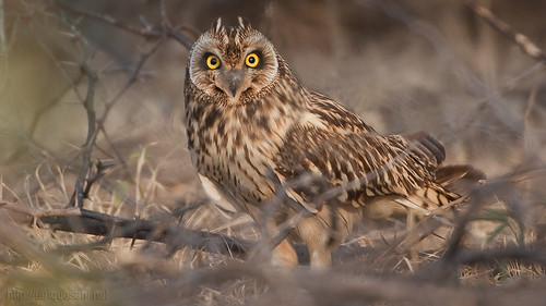 Short-eared Owl - Asio flammeus