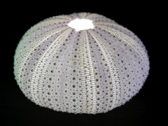 LED-lit sea urchin