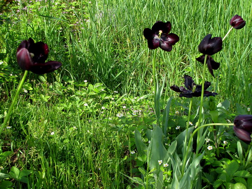 primavera 2010, 3.04.010, 1