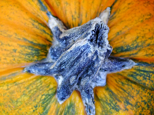 Pumpkin close-up