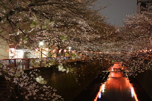 目黒川の桜 2010