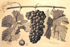 Anglų lietuvių žodynas. Žodis cabernet sauvignon grape reiškia cabernet sauvignon vynuogių lietuviškai.