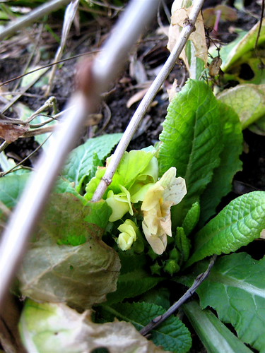 prima primula! 26.02.010