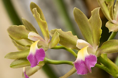 Pair orchids, Orchid Garden, Funchal