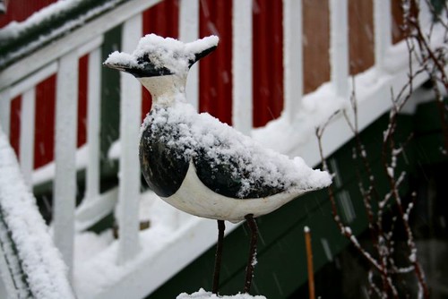 Snow bird