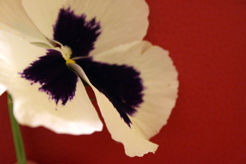 pansy on red