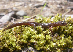 Anglų lietuvių žodynas. Žodis lungless salamander reiškia lungless salamandra lietuviškai.