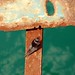 bird on rust