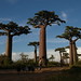 Allée des Baobabs near Morondava, Madagascar