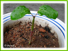 Jatropha podagrica (Gout Plant, Buddha Belly Plant): a seedling