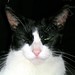 Old Slitty Eyes - Black & White Cat Portrait