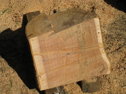 inside a small Chinese elm log half