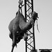 Camel being hoisted by crane