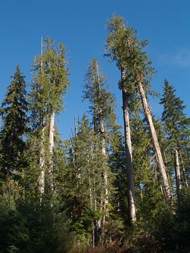 Yellow Cedars - Cypress Recreation Site, Big Tree Main, Memekay River Valley, Vancouver Island, British Columbia, Canada.