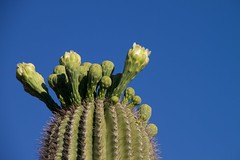 Anglų lietuvių žodynas. Žodis cactus reiškia bot. kaktusas lietuviškai.