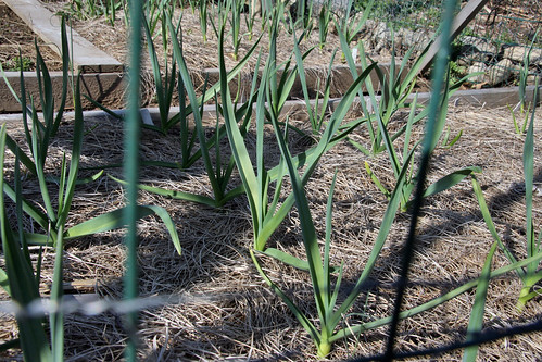 garlic in april 150