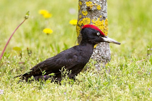 Black Woodpecker - Debrecen Hungary CS4E4536-63